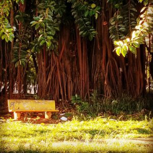 Yellow Park Bench in front of an amazing brazilian tree