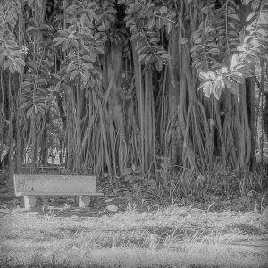 Black and white version of the yellow bench in the park.