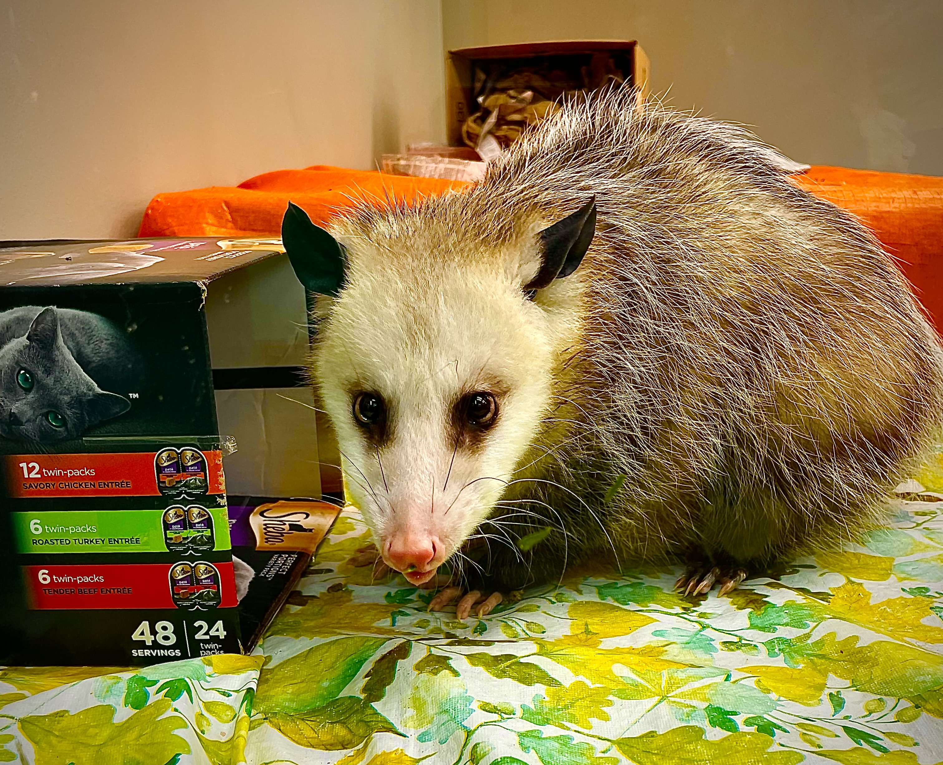 A Possum’s Perspective
