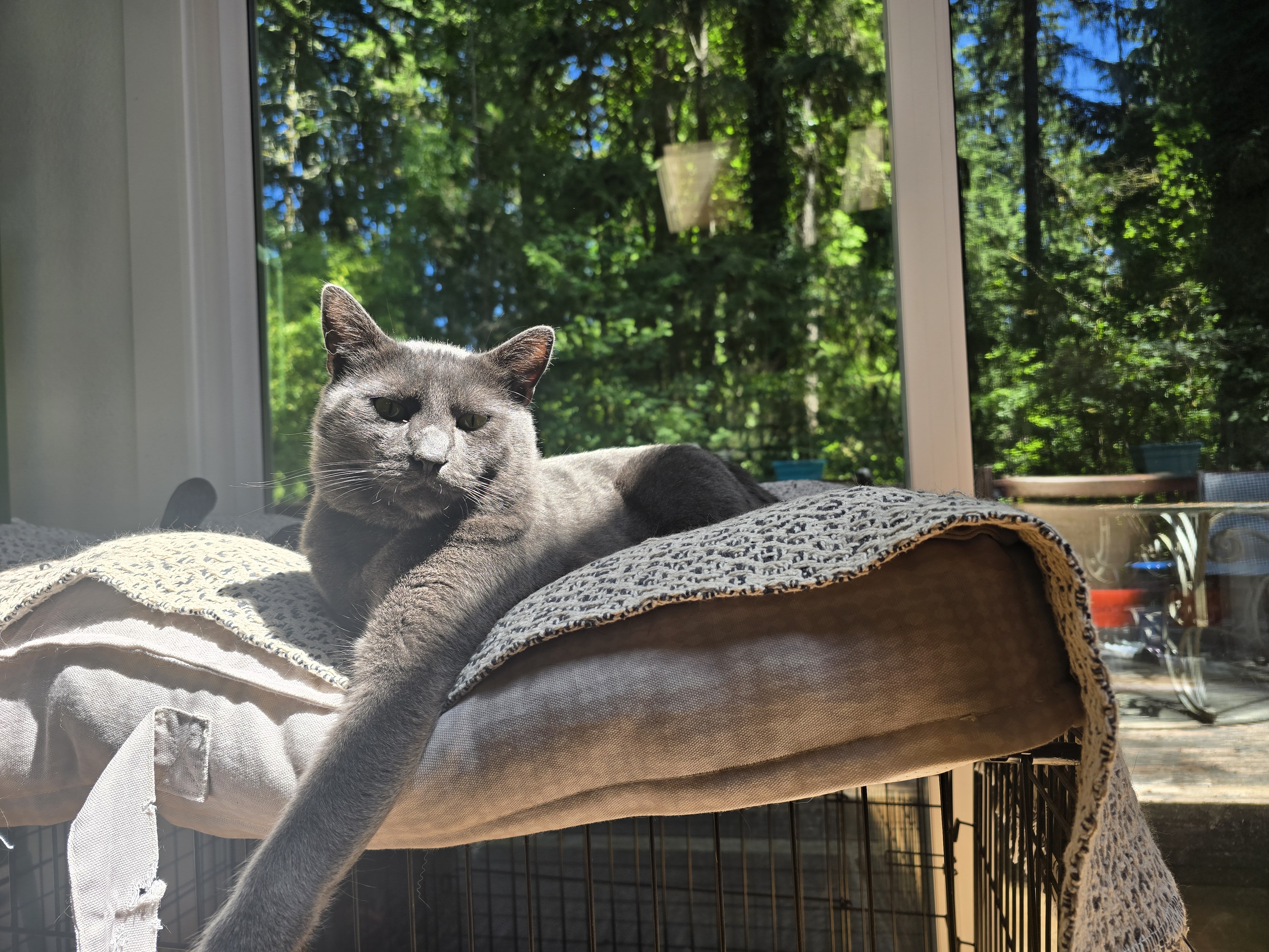 Henry sunning himself